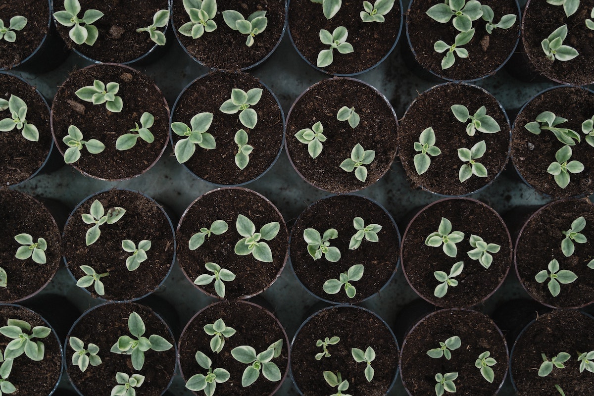 pexels-tima-miroshnichenko-6508834 Seedlings photo