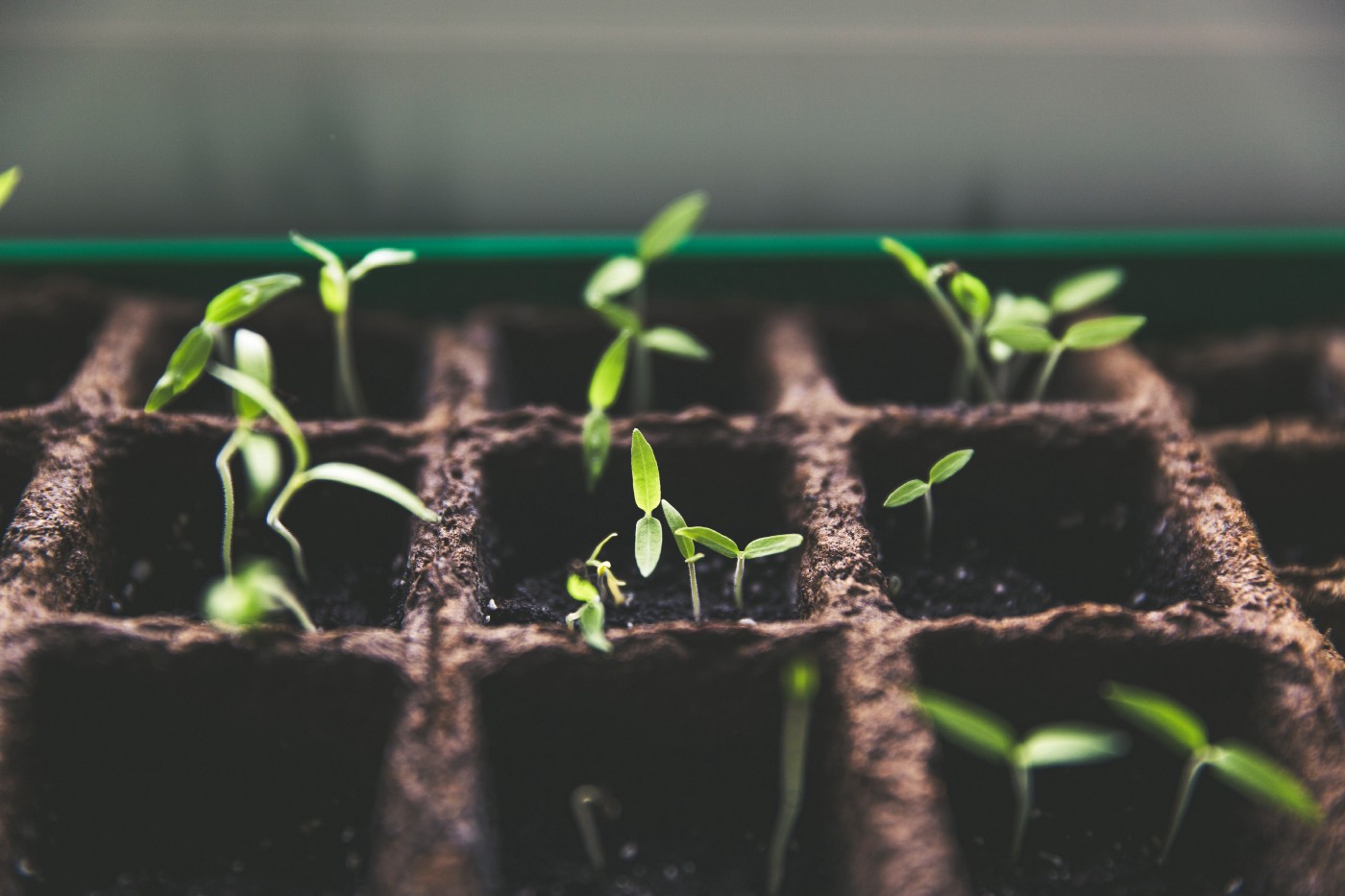 Tiny News Sprouts Photo by <a href=%40markusspiske.html Markus Spiske on Unsplash </a>